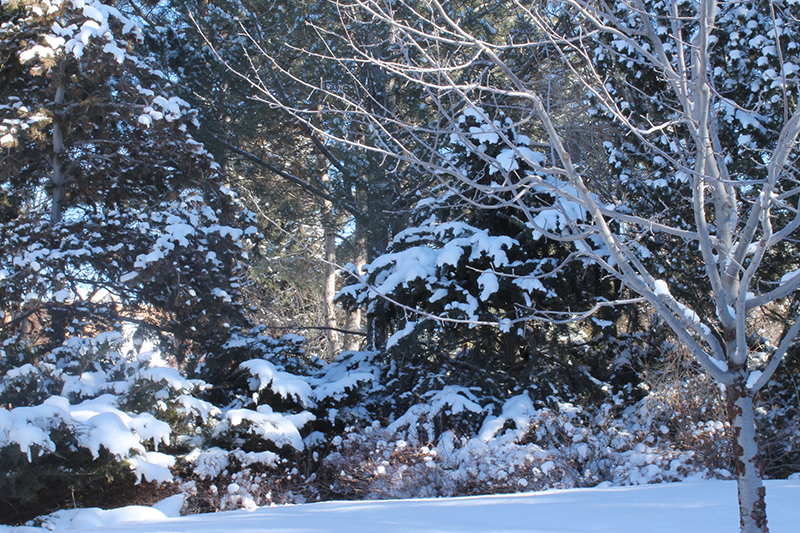 The Difference Between Us Bare deciduous tree and coniferous trees
