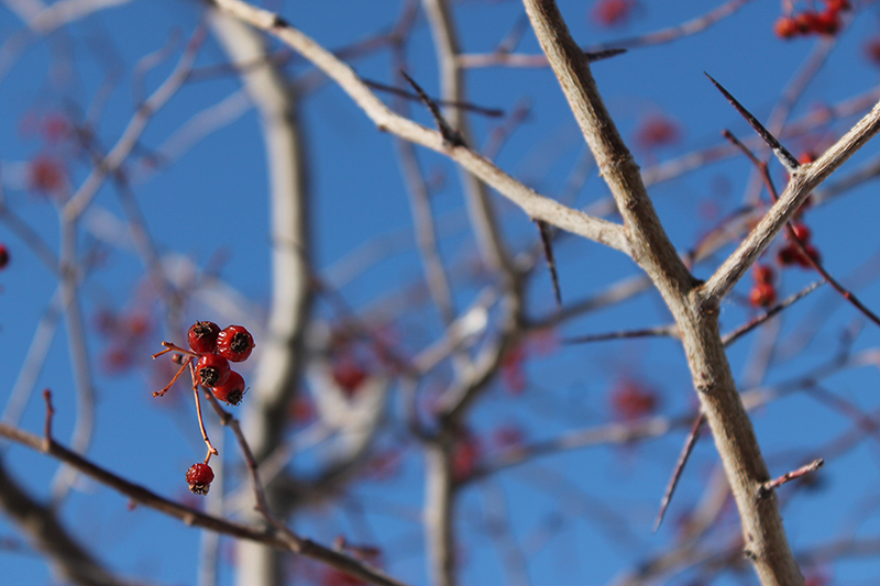 Winter Berry winter_berry