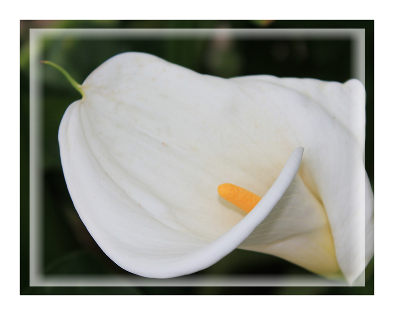 white flower with border