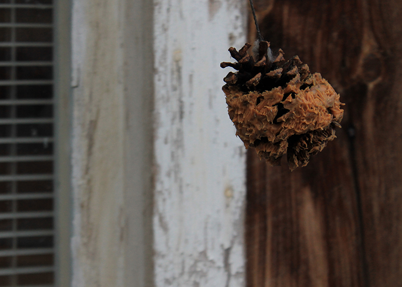 Pinecone with peanut butter critter feeder, swinging on the end of a string