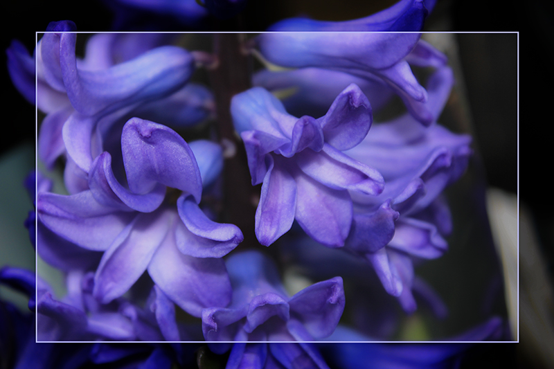 Purple flowers with a burned border