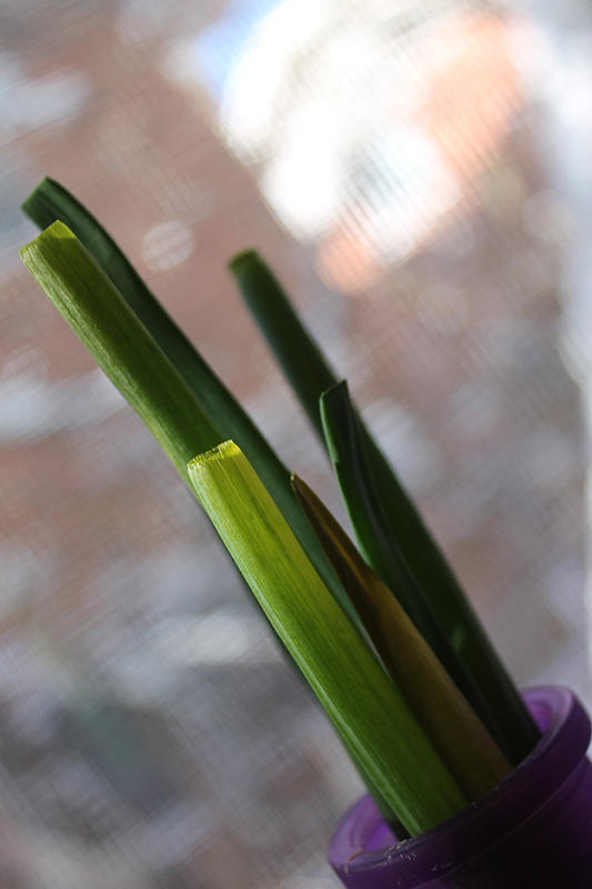 Green onion in a vase